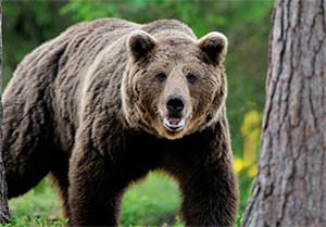 Se björn i Hälsingland